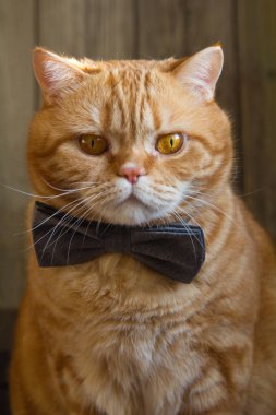 oturan bir kelebek kırmızı kedi