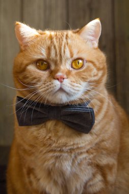 oturan bir kelebek kırmızı kedi