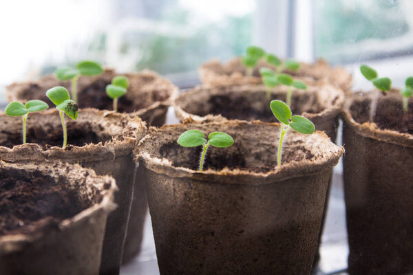 seedlings in peat cups