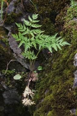 Büyüyen bir kaya eğreltiotu