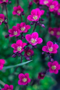 Saxifrage pembe çiçekler yakın çekim