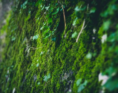 Yosun ve Ivy ile kaplı bir duvar