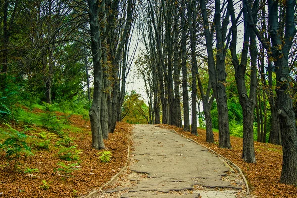 A path in the park between the trees, fallen leaves — Stock Photo, Image