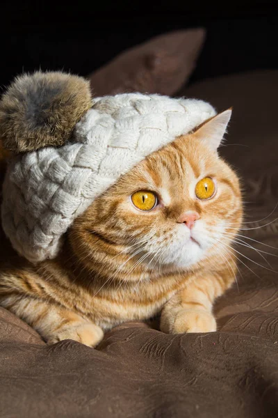 Chat rouge couché dans le chapeau avec pompon — Photo