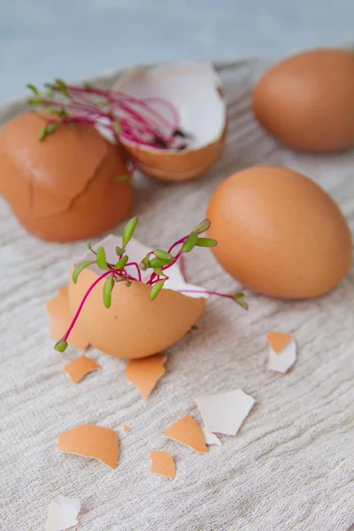 Eggs, shell, beet sprouts lie on a light background