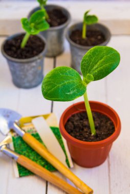 Arka plan lahanası gri tencere kahverengi bir tencerede lahanası