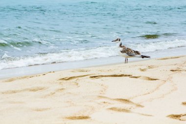 Bir martı deniz kıyısı çalışır