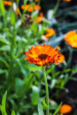 Tek bir çiçek Calendula close-up