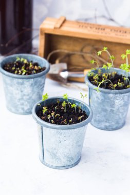 Lahanası ile üç bardak içinde TZB gri bir arka plan üzerinde durmak