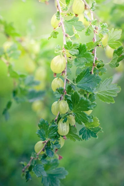 Bacche di uva spina verde su un ramo — Foto Stock