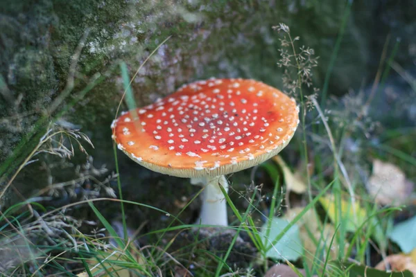 숲에서 비행 거리 agaric — 스톡 사진