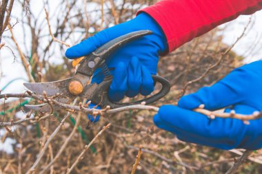 Bir adam ağaçlar makas ile keser.
