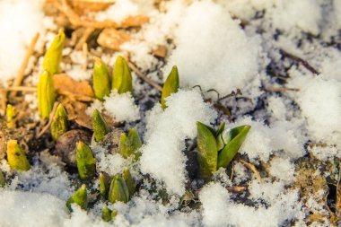 İlk yeşil çiçekler