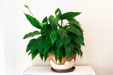 Çiçek spatifilyum beyaz bir komodinin üzerinde duruyor