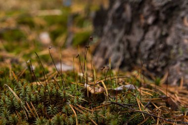 yeşil yosun yakın çekim