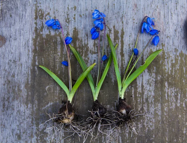 Τρία μπλε λουλούδια άνοιξη με μια lucritsa που βρίσκεται σε μια ξύλινη πλάτη — Φωτογραφία Αρχείου