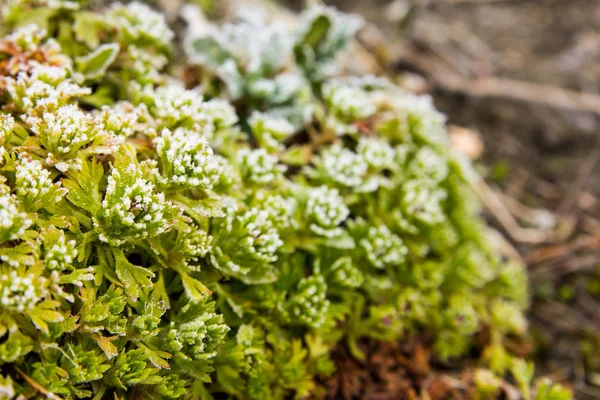 Musgo verde y gotas de rocío —  Fotos de Stock