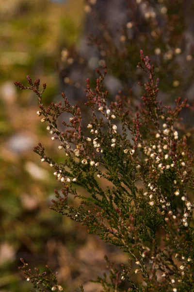 Flores de brezo en un bosque cercano —  Fotos de Stock