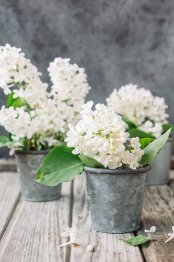 ahşap arka plan üzerinde Lila dalları