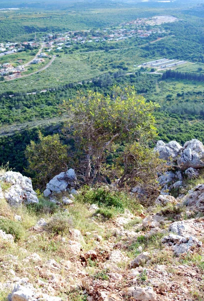 Bel arbre près de la grotte de Keshet. Israël — Photo