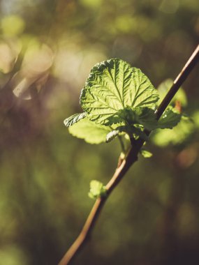 Baharda yeşil yaprak