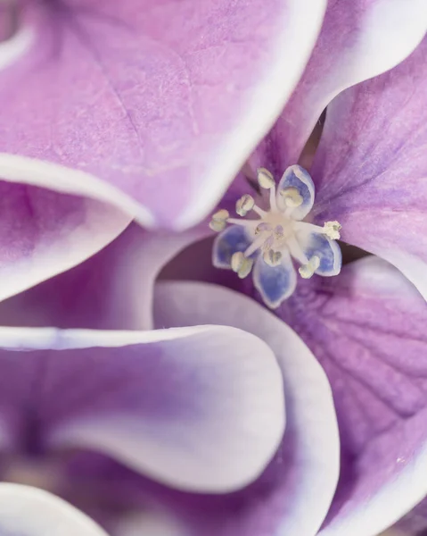 Macro Una Flor Púrpura —  Fotos de Stock
