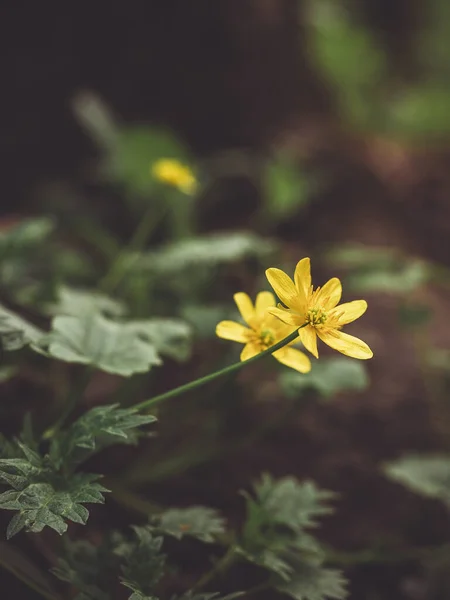 Gula Blommor Skog Stockfoto