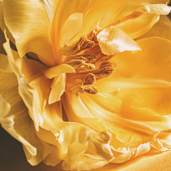 黄色のチューリップの花マクロ ロイヤリティフリーのストック写真