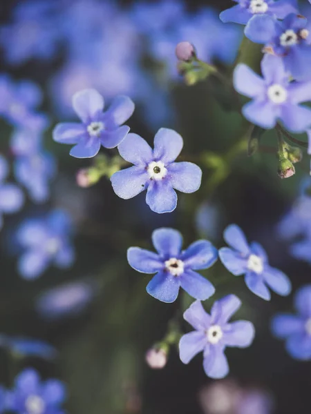 Mavi Çiçeklerin Makro Fotoğrafı Stok Fotoğraf