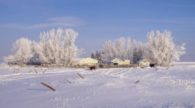 Sığır Alberta ile kırsal ev 