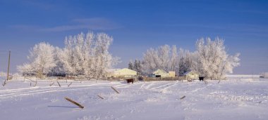 Sığır Alberta ile kırsal ev 