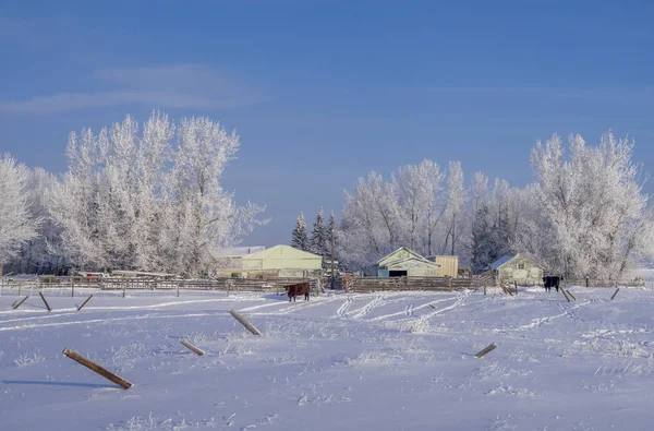 Sığır Alberta ile kırsal ev 