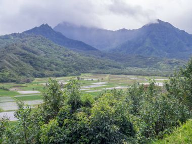 Hanalei'deki Vadisi Taro alanları Kauai Hawaii Adası