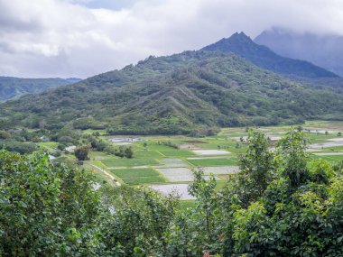 Hanalei'deki Vadisi Taro alanları Kauai Hawaii Adası