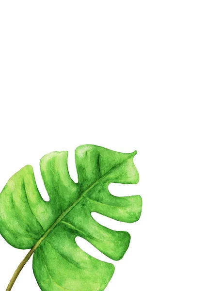 Tropical Green Monstera Leaf Space Text Tropical Plant Aquarela Pintada — Fotografia de Stock