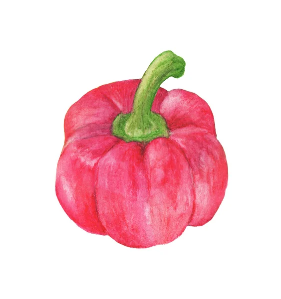 Čerstvá Zelenina Sladký Červený Pepř Izolované Bílém Pozadí Akvarel — Stock fotografie