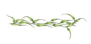 Beyaz arkaplanda yeşil yapraklar ve dallar var. Satır sınırları, şöhretler ve metin ayırıcı. Suluboya çizimi.