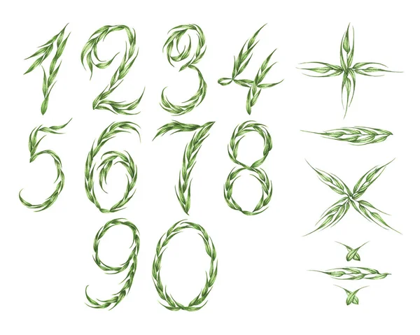 从绿叶中收集数字和计算器图标 0到9 被白色背景隔离 水彩画 — 图库照片