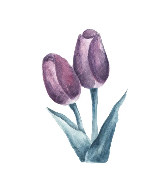 Tulipa Roxa Isolada Sobre Fundo Branco Watercolor Floral Ilustração Botânica — Fotografia de Stock