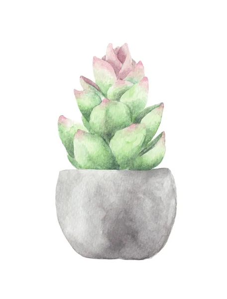 サクランボ 緑の花束 鉢植えのサボテン 白を基調とした水彩画 植物画 — ストック写真