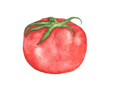 Beyaz arka plan üzerinde izole suluboya sebze domates