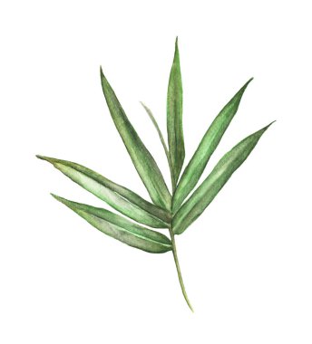 Beyaz arkaplanda izole edilmiş bambu yapraklarının suluboya çizimi