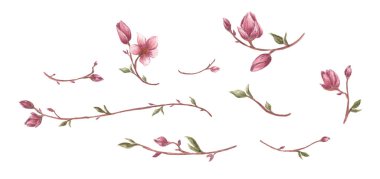 Manolya çiçeği ve dalları beyaz arka planda izole edilmiş. Satır sınırları, şöhretler ve metin ayırıcı. Suluboya çizimi.