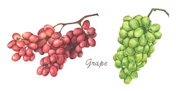 Set Red Green Grapes Isolated White Background Watercolor Illustration — 스톡 사진