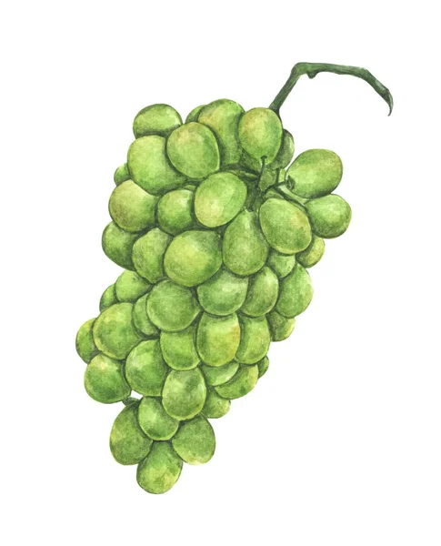 Hand Drawn Watercolor Painting Fresh Green Grape Fruit White Background — 스톡 사진