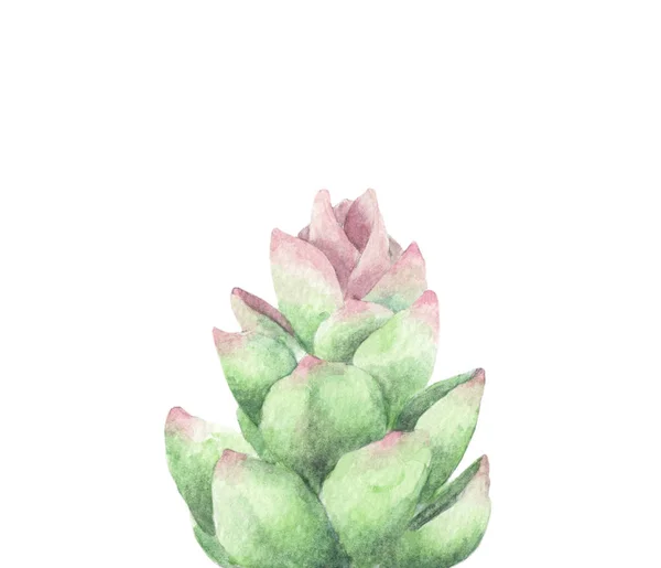 Sukulent Zielony Bukiet Kaktusy Obraz Ilustracji Akwarela Izolowane Białym Tle — Zdjęcie stockowe