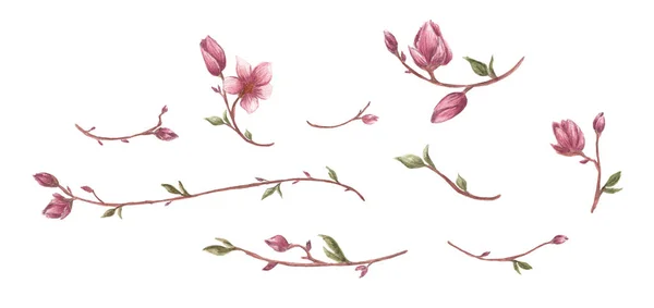 Magnolia Flower Branches Set Isolated White Background Line Borders Laurels — 스톡 사진