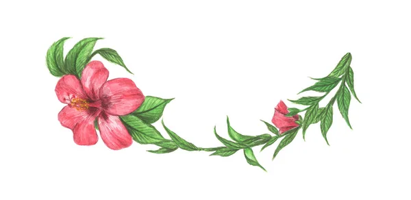 Hibiscus Çiçeği Yaprakları Beyaz Arka Planda Izole Edilmiş Satır Sınırları — Stok fotoğraf