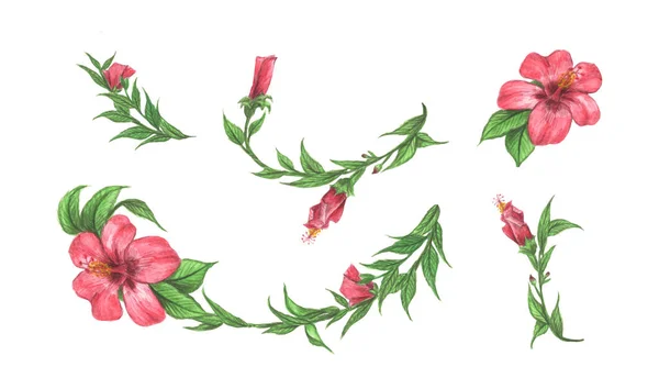Hibiskusblüte Und Blätter Gesetzt Isoliert Auf Weißem Hintergrund Liniengrenzen Lorbeeren — Stockfoto