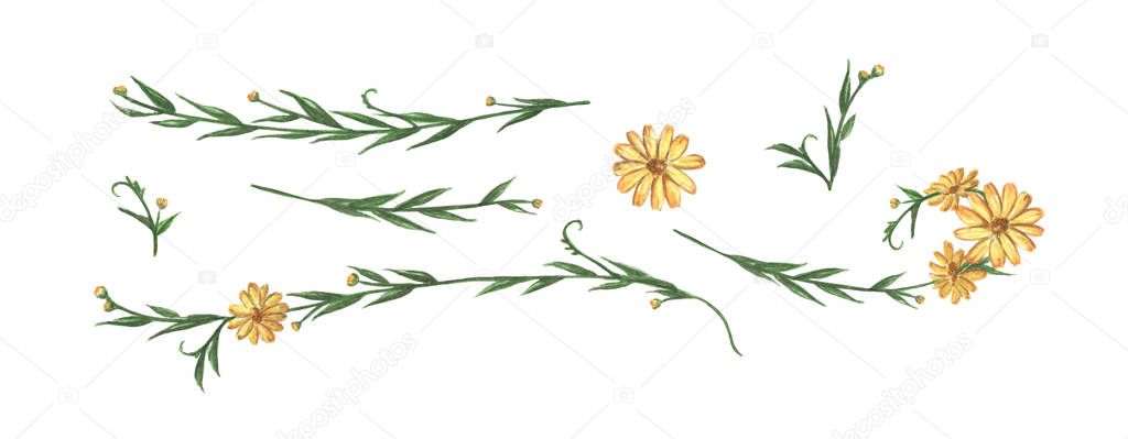 Yellow flower and leaves set. Line borders, laurels and text divider. Watercolor illustration.